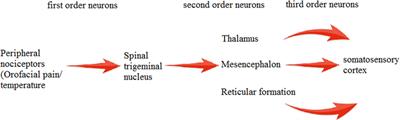 Substance P/Neurokinin 1 and Trigeminal System: A Possible Link to the Pathogenesis in Sudden Perinatal Deaths